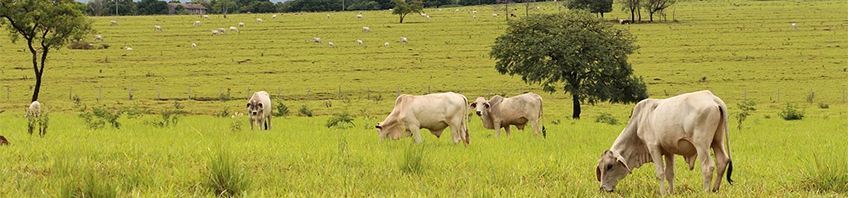 agro-site